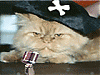 Capn_Cat's Avatar