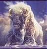 MN_BISON's Avatar